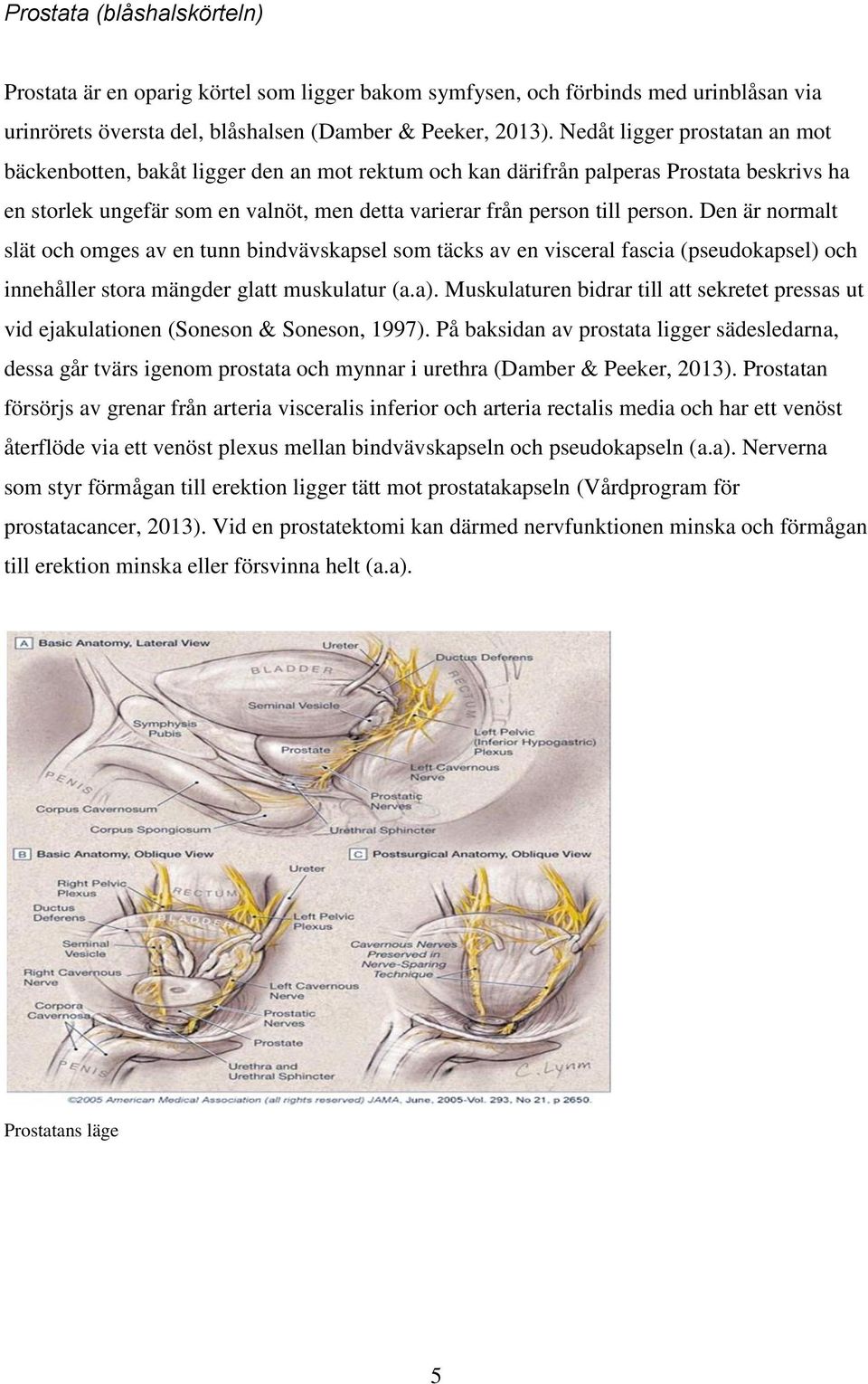 Den är normalt slät och omges av en tunn bindvävskapsel som täcks av en visceral fascia (pseudokapsel) och innehåller stora mängder glatt muskulatur (a.a).