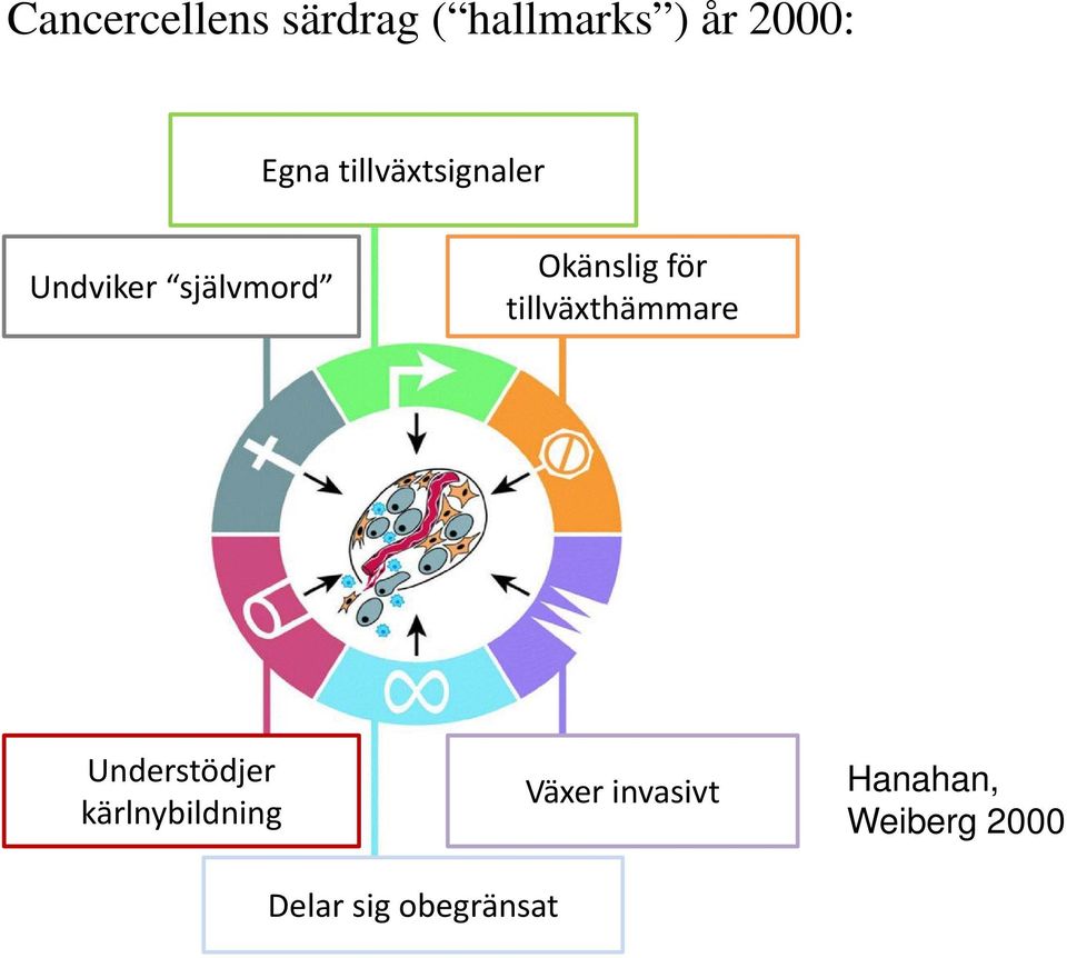 tillväxthämmare Understödjer kärlnybildning Växer