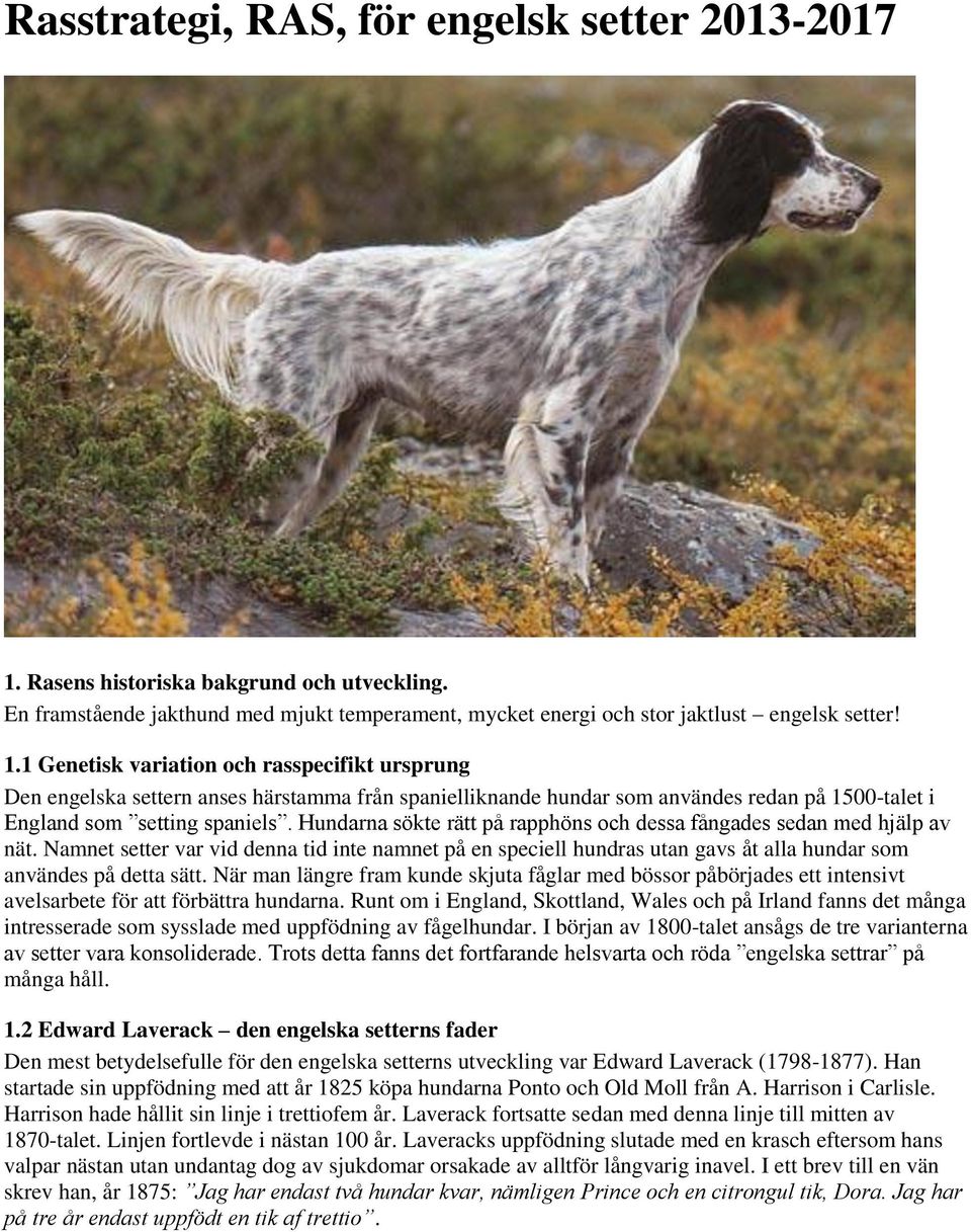 1 Genetisk variation och rasspecifikt ursprung Den engelska settern anses härstamma från spanielliknande hundar som användes redan på 1500-talet i England som setting spaniels.