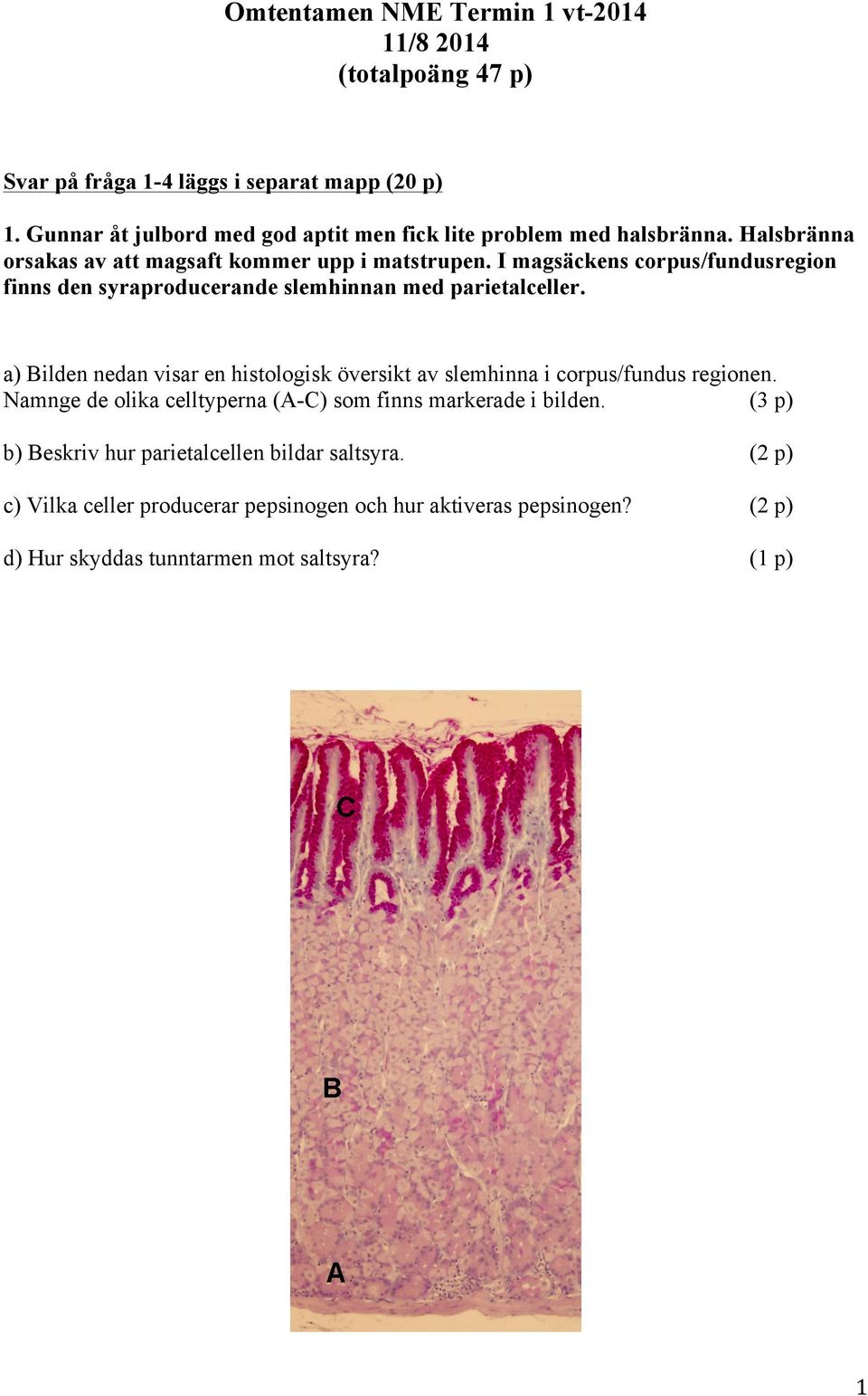 I magsäckens corpus/fundusregion finns den syraproducerande slemhinnan med parietalceller.