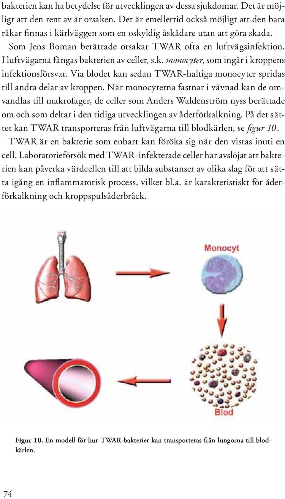 I luftvägarna fångas bakterien av celler, s.k. monocyter, som ingår i kroppens infektionsförsvar. Via blodet kan sedan TWAR-haltiga monocyter spridas till andra delar av kroppen.