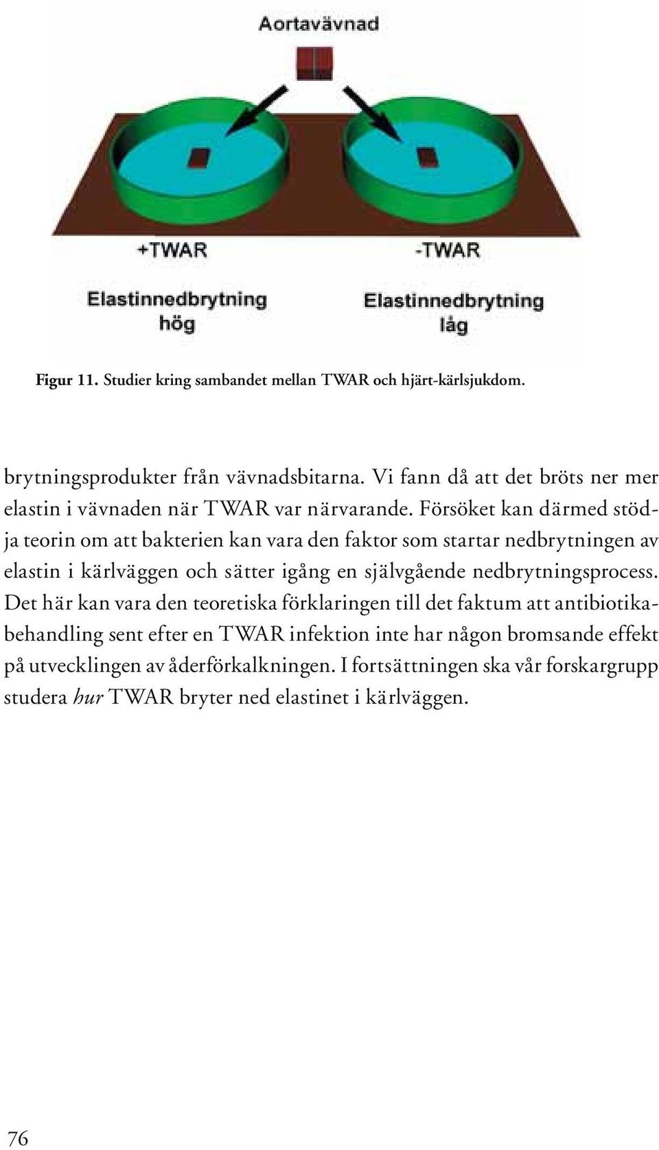Försöket kan därmed stödja teorin om att bakterien kan vara den faktor som startar nedbrytningen av elastin i kärlväggen och sätter igång en självgående