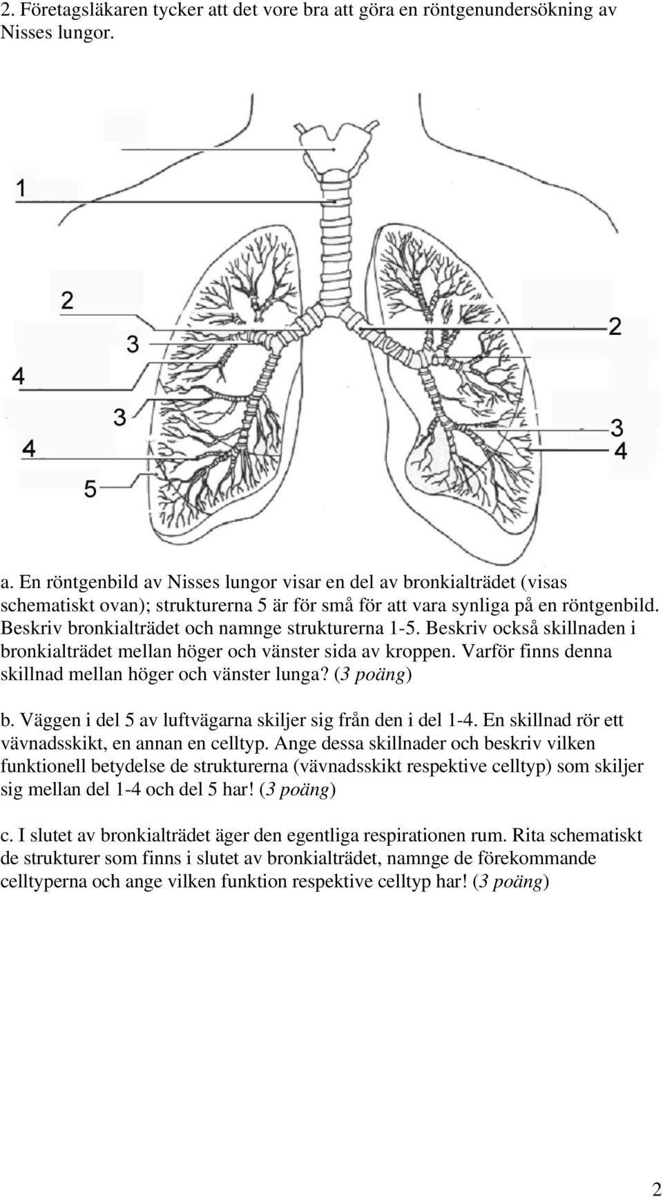 (3 poäng) b. Väggen i del 5 av luftvägarna skiljer sig från den i del 1-4. En skillnad rör ett vävnadsskikt, en annan en celltyp.