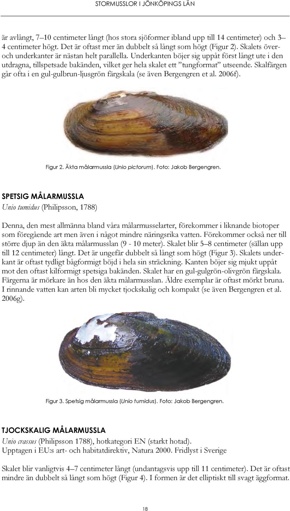Skalfärgen går ofta i en gul-gulbrun-ljusgrön färgskala (se även Bergengren et al. 2006f). Figur 2. Äkta målarmussla (Unio pictorum). Foto: Jakob Bergengren.