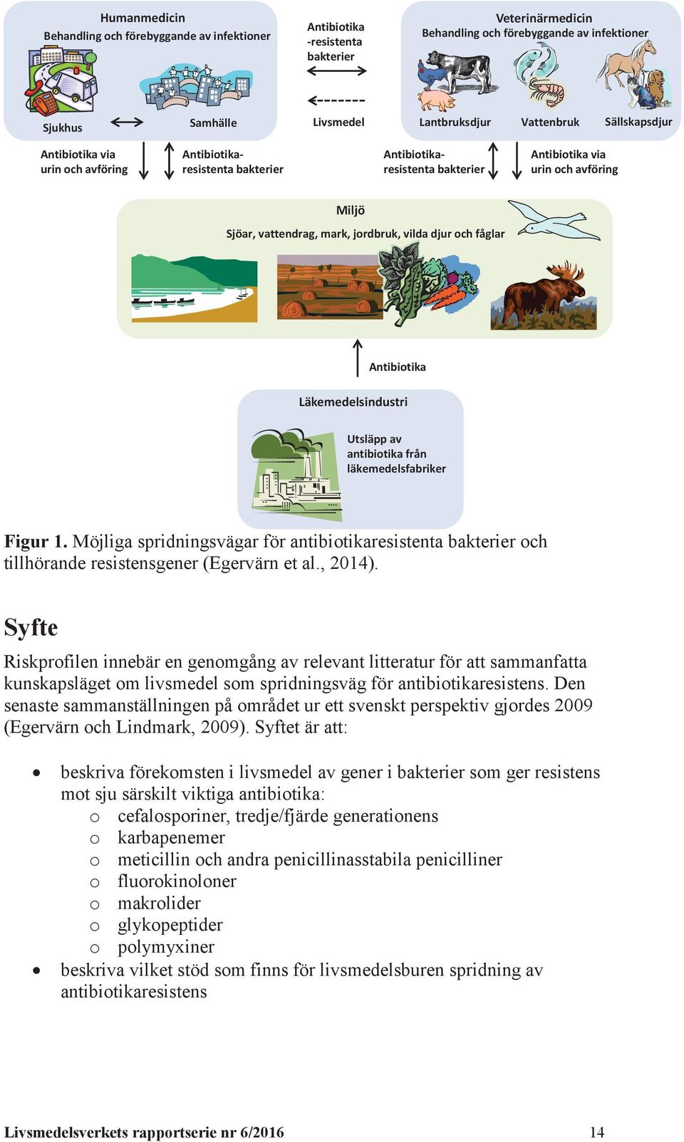 vilda djur och fåglar Antibiotika Läkemedelsindustri Utsläpp av antibiotika från läkemedelsfabriker Figur 1.