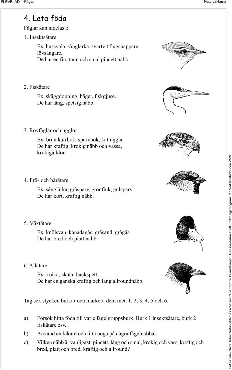 sånglärka, gråsparv, grönfink, gulsparv. De har kort, kraftig näbb. 5. Växtätare Ex. knölsvan, kanadagås, gräsand, grågås. De har bred och platt näbb. 6. Allätare Ex. kråka, skata, hackspett.