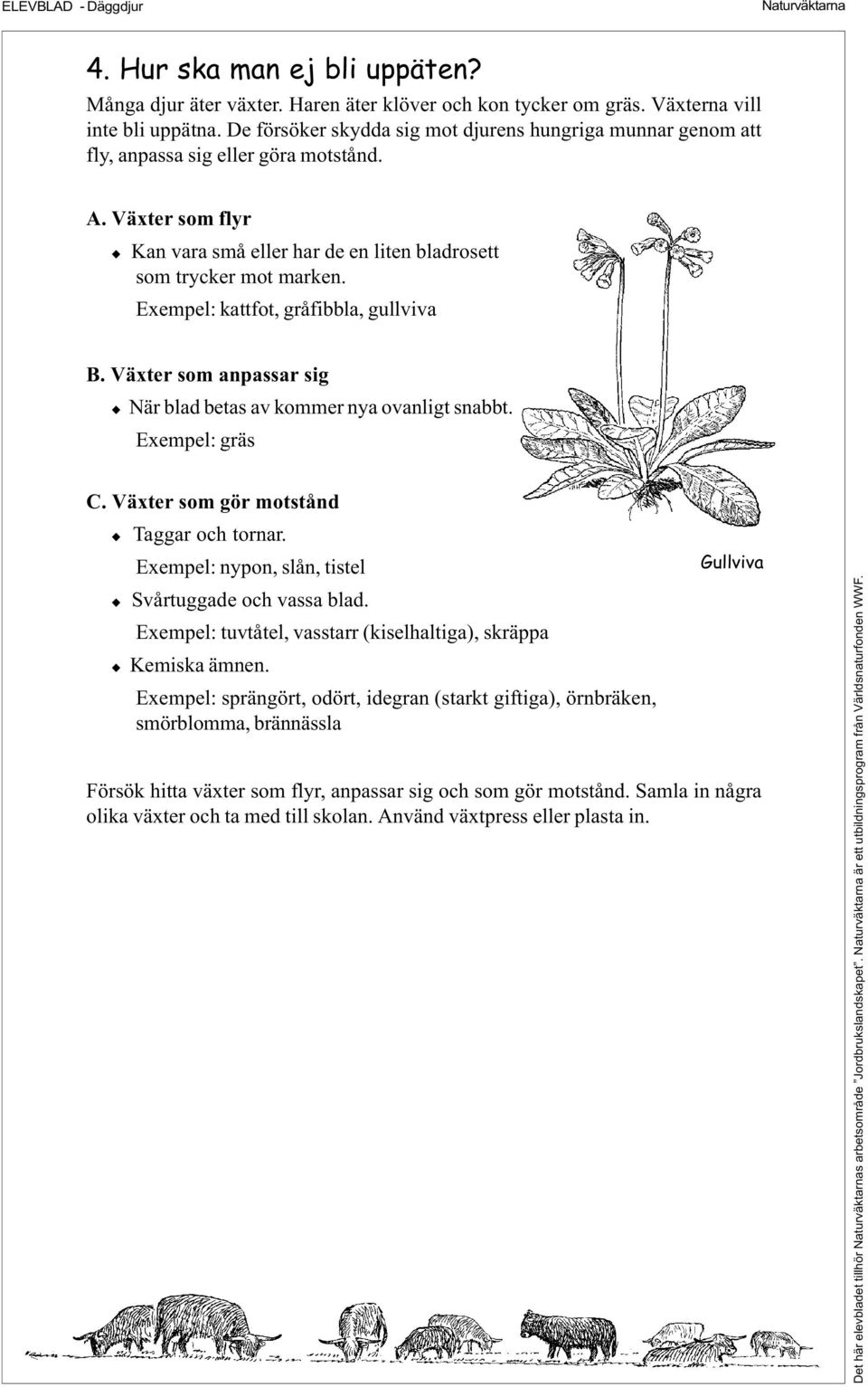 Exempel: kattfot, gråfibbla, gullviva B. Växter som anpassar sig När blad betas av kommer nya ovanligt snabbt. Exempel: gräs C. Växter som gör motstånd Taggar och tornar.