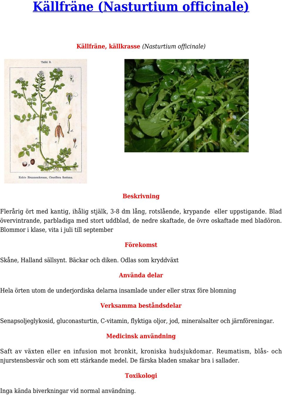 Odlas som kryddväxt Hela örten utom de underjordiska delarna insamlade under eller strax före blomning Senapsoljeglykosid, gluconasturtin, C-vitamin, flyktiga oljor, jod, mineralsalter och