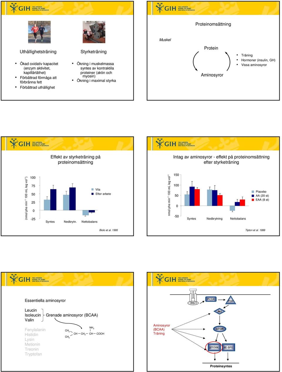 - effekt på proteinomsättning efter styrketräning (nmol phe min -1 1 ml leg vol -1 ) 1 75 5 25-25 Syntes Nedbrytn.