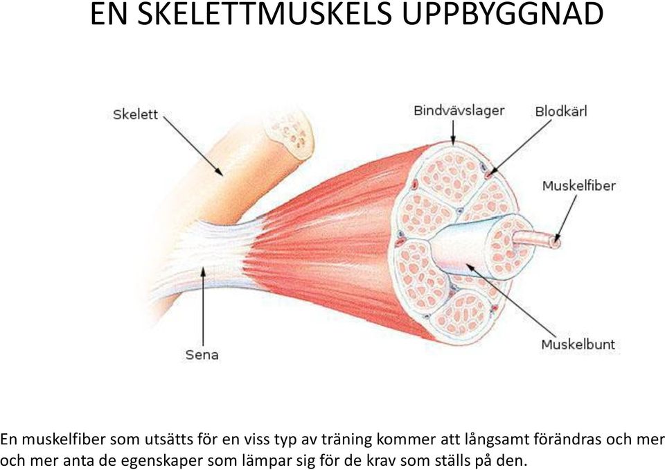 långsamt förändras och mer och mer anta de