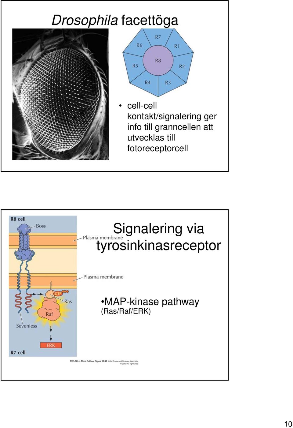 att utvecklas till fotoreceptorcell