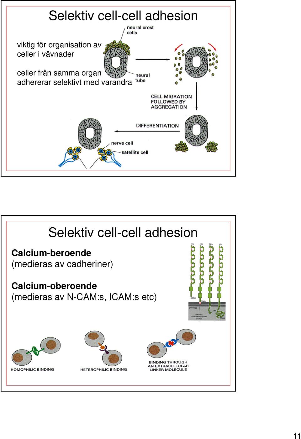 varandra Selektiv cell-cell adhesion Calcium-beroende (medieras