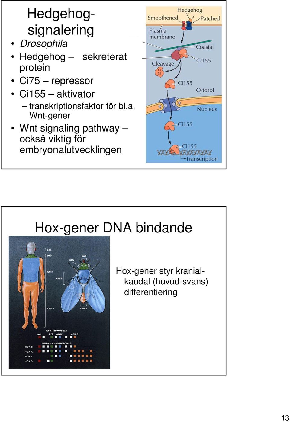 tivator transkriptionsfaktor för bl.a. Wnt-gener Wnt signaling