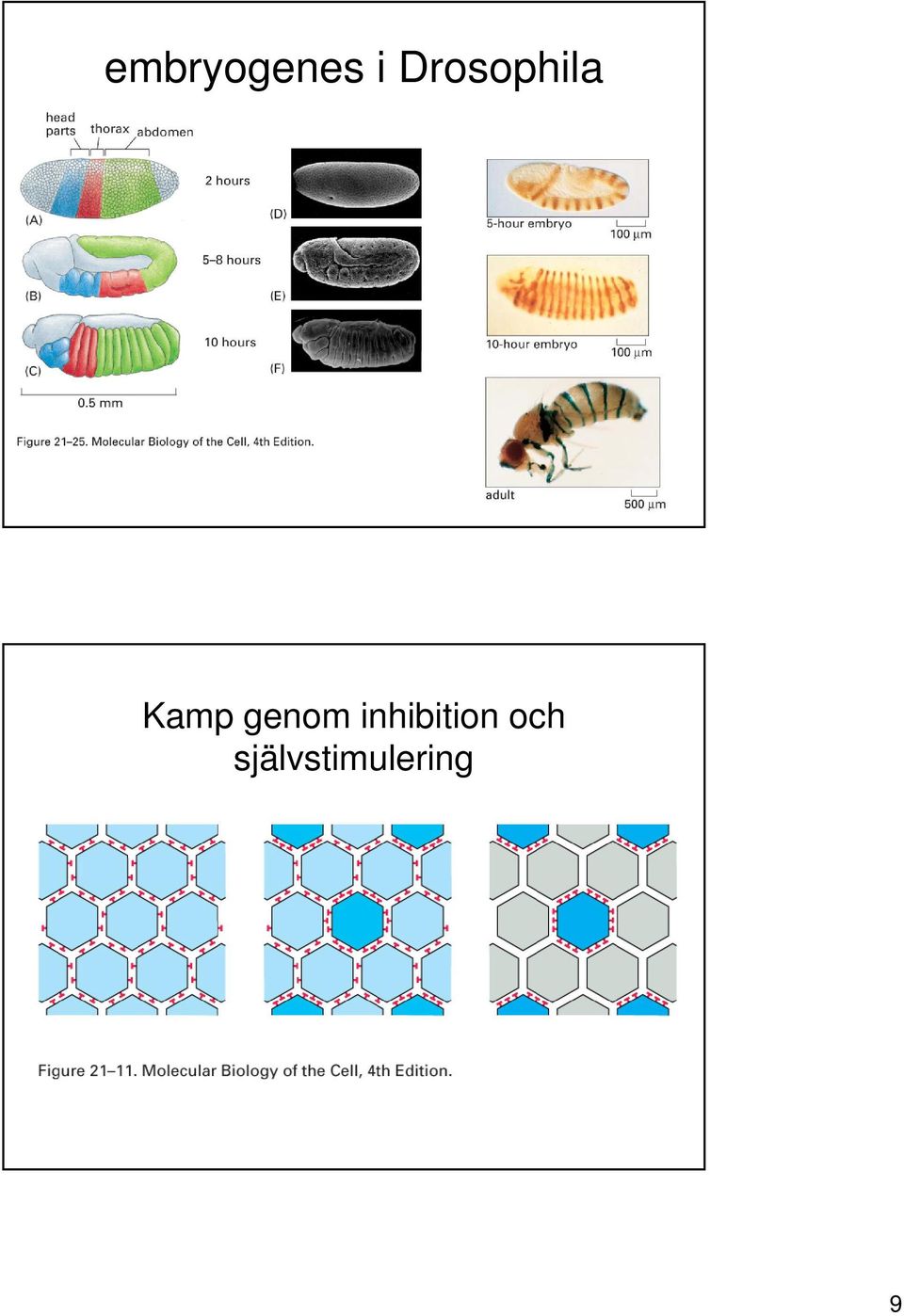 genom inhibition