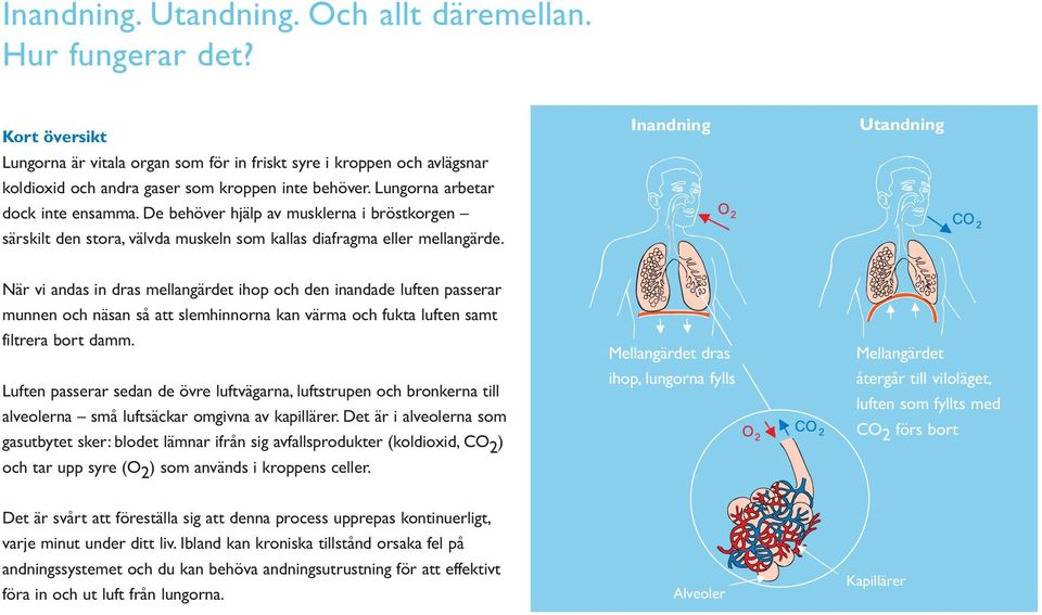 Inandning Utandning När vi andas in dras mellangärdet ihop och den inandade luften passerar munnen och näsan så att slemhinnorna kan värma och fukta luften samt filtrera bort damm.