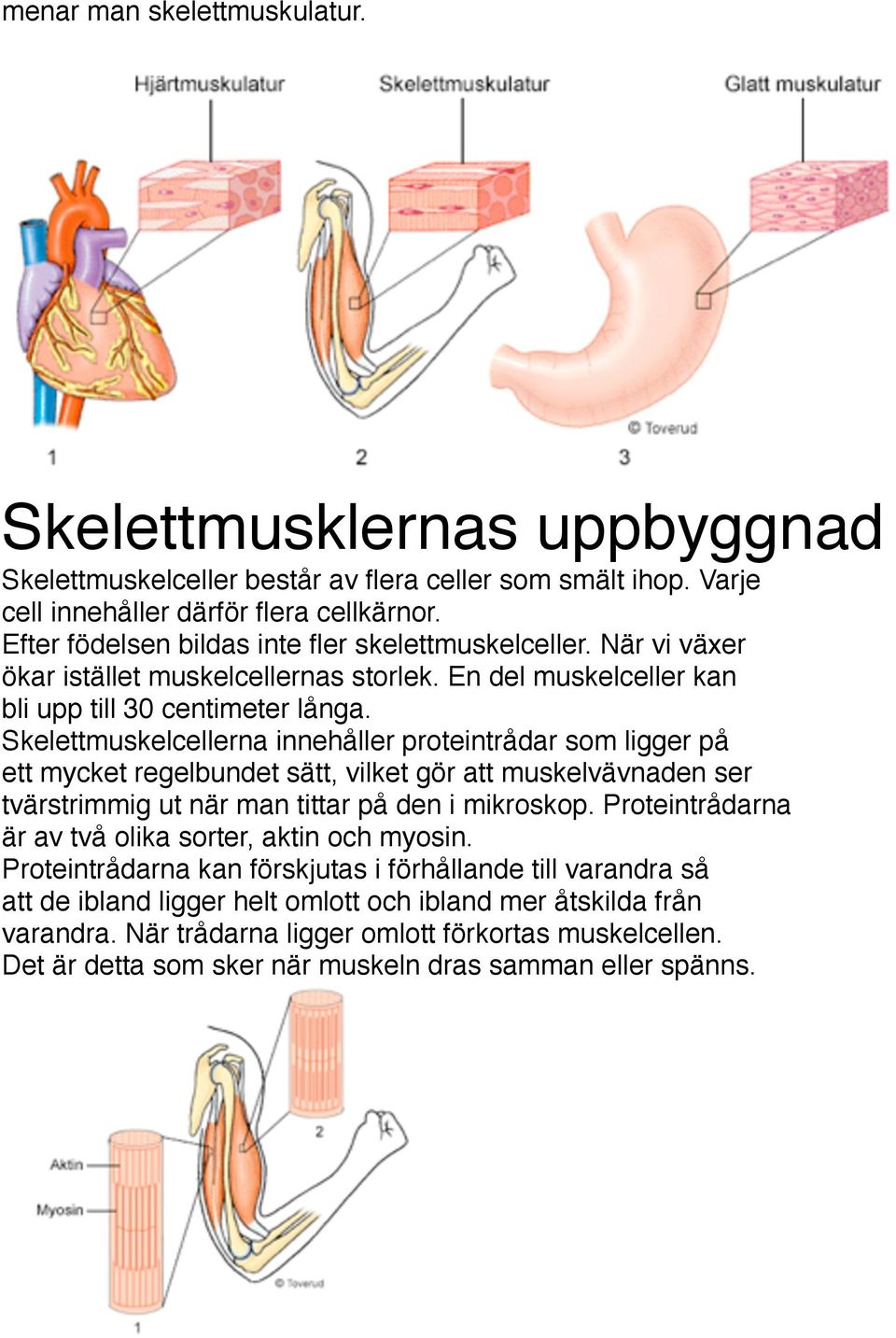 Skelettmuskelcellerna innehåller proteintrådar som ligger på ett mycket regelbundet sätt, vilket gör att muskelvävnaden ser tvärstrimmig ut när man tittar på den i mikroskop.