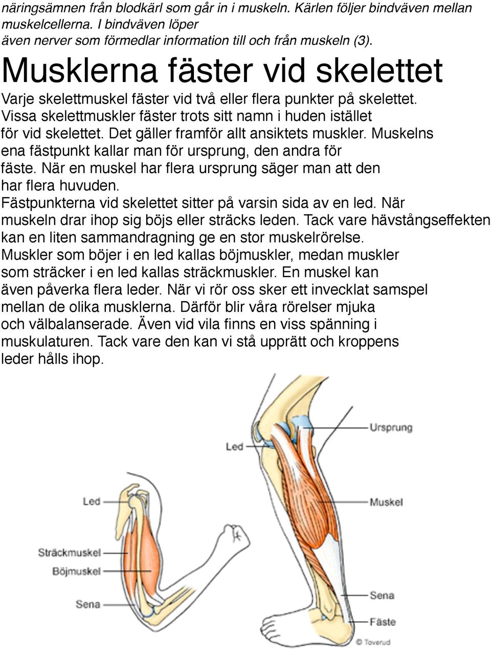 Det gäller framför allt ansiktets muskler. Muskelns ena fästpunkt kallar man för ursprung, den andra för fäste. När en muskel har flera ursprung säger man att den har flera huvuden.