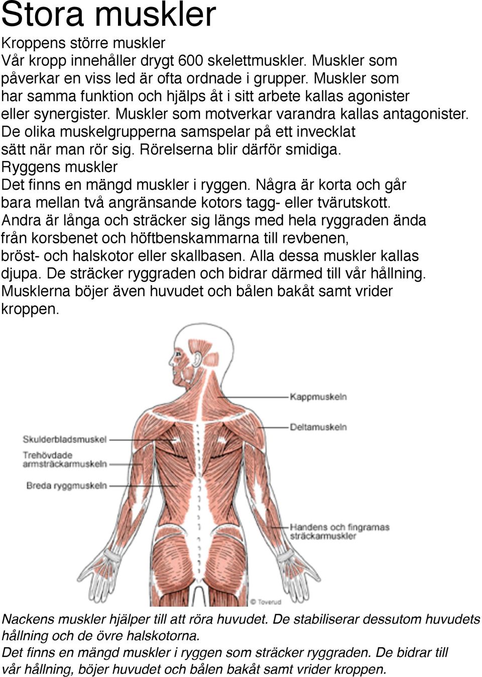 De olika muskelgrupperna samspelar på ett invecklat sätt när man rör sig. Rörelserna blir därför smidiga. Ryggens muskler Det finns en mängd muskler i ryggen.