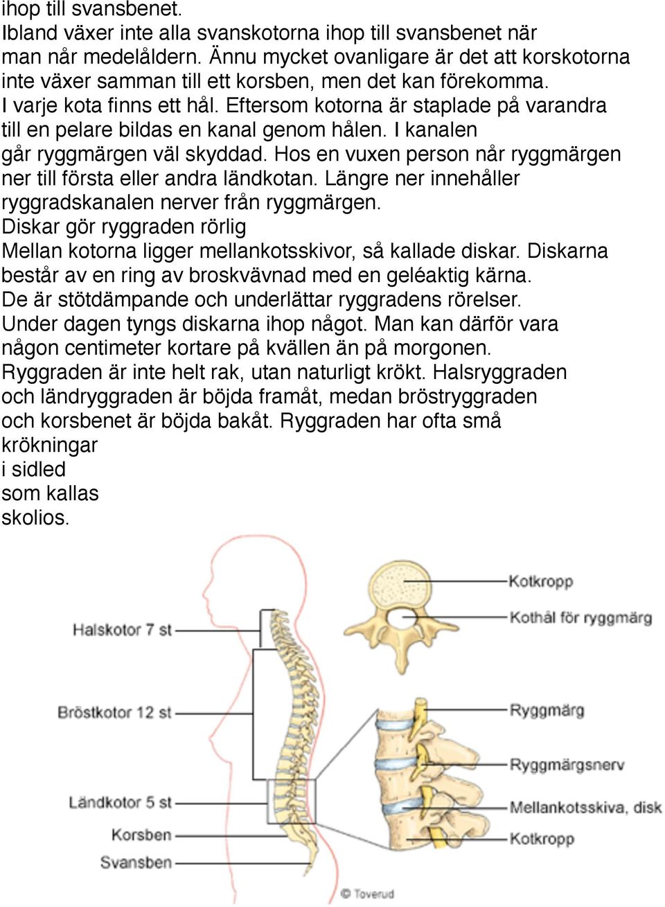 Eftersom kotorna är staplade på varandra till en pelare bildas en kanal genom hålen. I kanalen går ryggmärgen väl skyddad. Hos en vuxen person når ryggmärgen ner till första eller andra ländkotan.