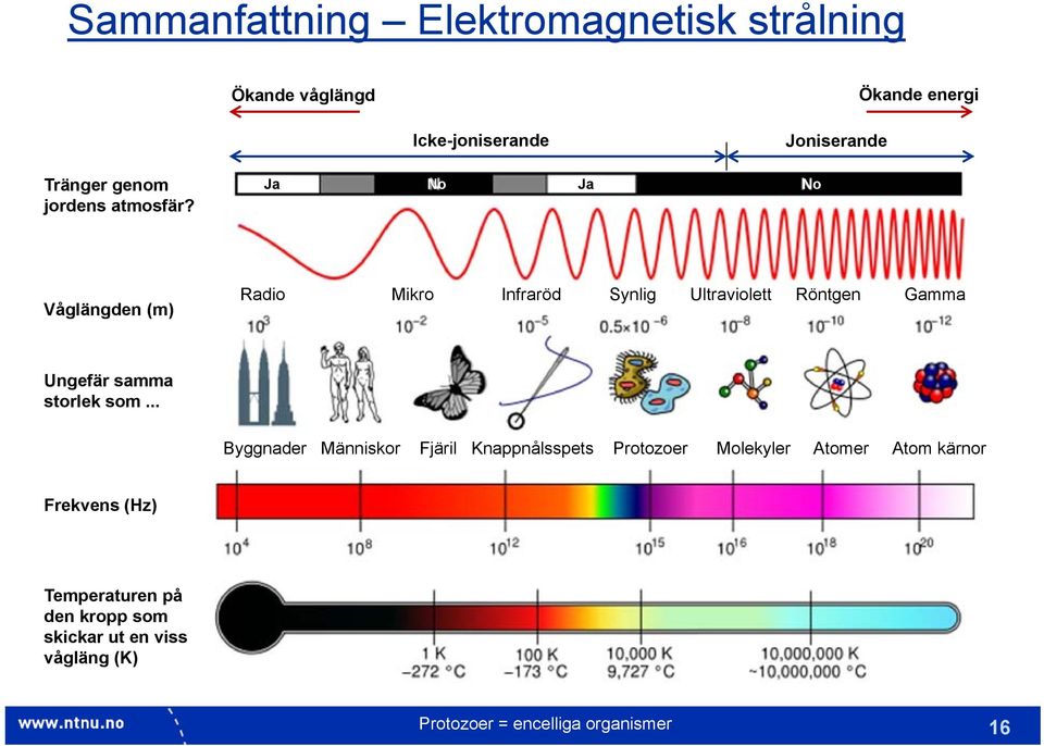 Ja No Ja No Våglängden (m) Radio Mikro Infraröd Synlig Ultraviolett Röntgen Gamma Ungefär samma storlek som.