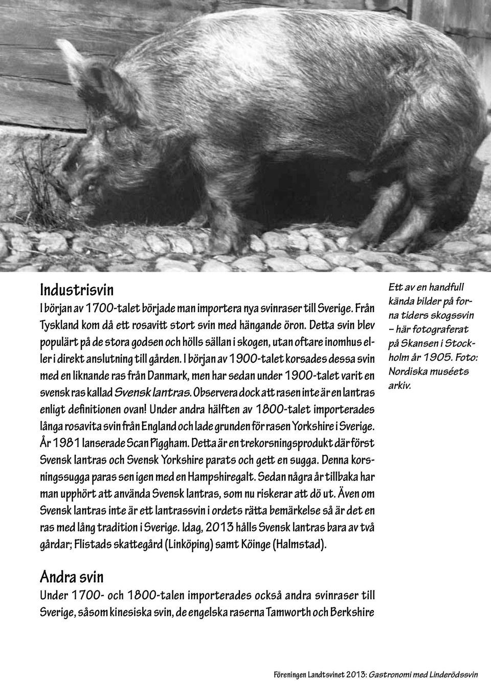 I början av 1900-talet korsades dessa svin med en liknande ras från Danmark, men har sedan under 1900-talet varit en svensk ras kallad Svensk lantras.