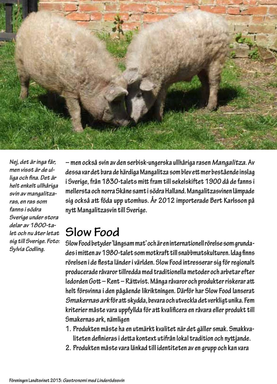 men också svin av den serbisk-ungerska ullhåriga rasen Mangalitza.