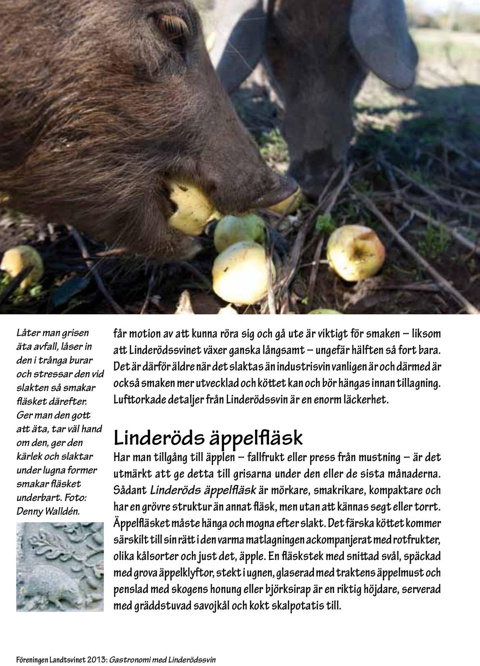 får motion av att kunna röra sig och gå ute är viktigt för smaken liksom att Linderödssvinet växer ganska långsamt ungefär hälften så fort bara.