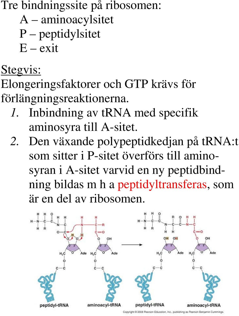 Inbindning av trna med specifik aminosyra till A-sitet. 2.