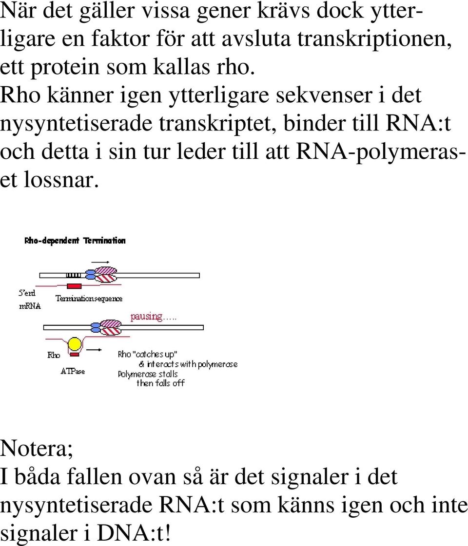 Rho känner igen ytterligare sekvenser i det nysyntetiserade transkriptet, binder till RNA:t och