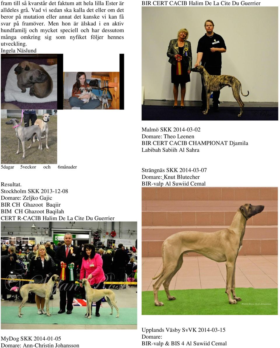 Ingela Näslund BIR CERT CACIB Halim De La Cite Du Guerrier Malmö SKK 2014-03-02 Domare: Theo Leenen BIR CERT CACIB CHAMPIONAT Djamila Labibah Sabiih Al Sahra 5dagar 5veckor och 6månader Resultat.
