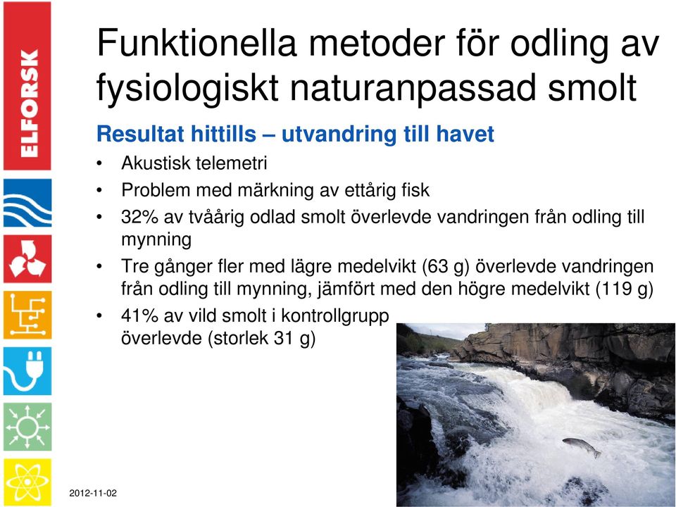 odling till mynning Tre gånger fler med lägre medelvikt (63 g) överlevde vandringen från odling till mynning,