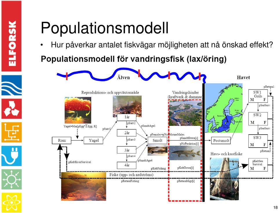 fiskvägar möjligheten