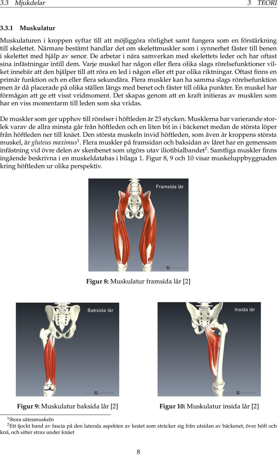 De arbetar i nära samverkan med skelettets leder och har oftast sina infästningar intill dem.