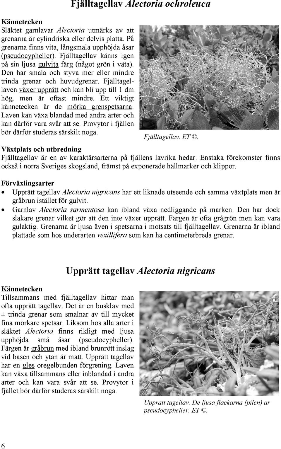 Fjälltagellaven växer upprätt och kan bli upp till 1 dm hög, men är oftast mindre. Ett viktigt kännetecken är de mörka grenspetsarna.