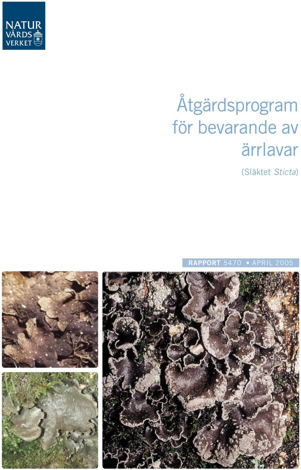 ärrlavar (Släktet