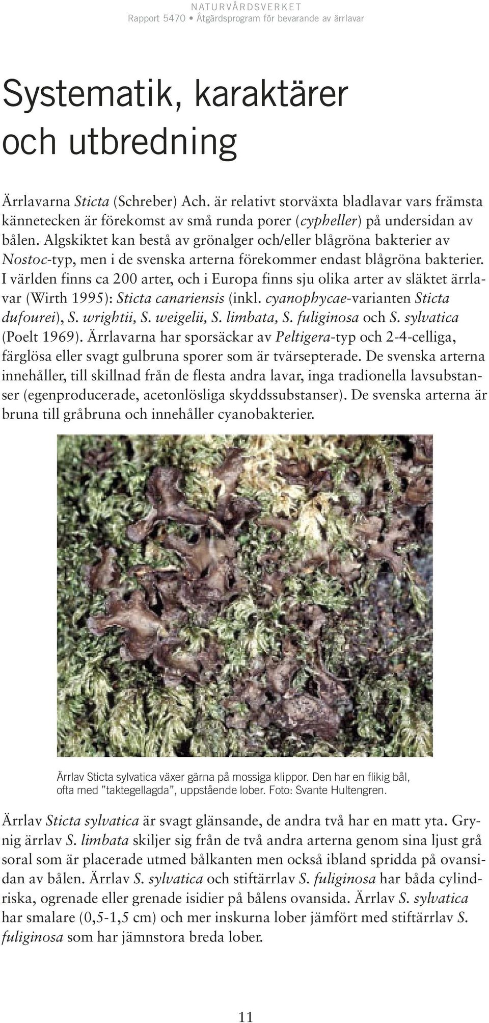 I världen finns ca 200 arter, och i Europa finns sju olika arter av släktet ärrlavar (Wirth 1995): Sticta canariensis (inkl. cyanophycae-varianten Sticta dufourei), S. wrightii, S. weigelii, S.