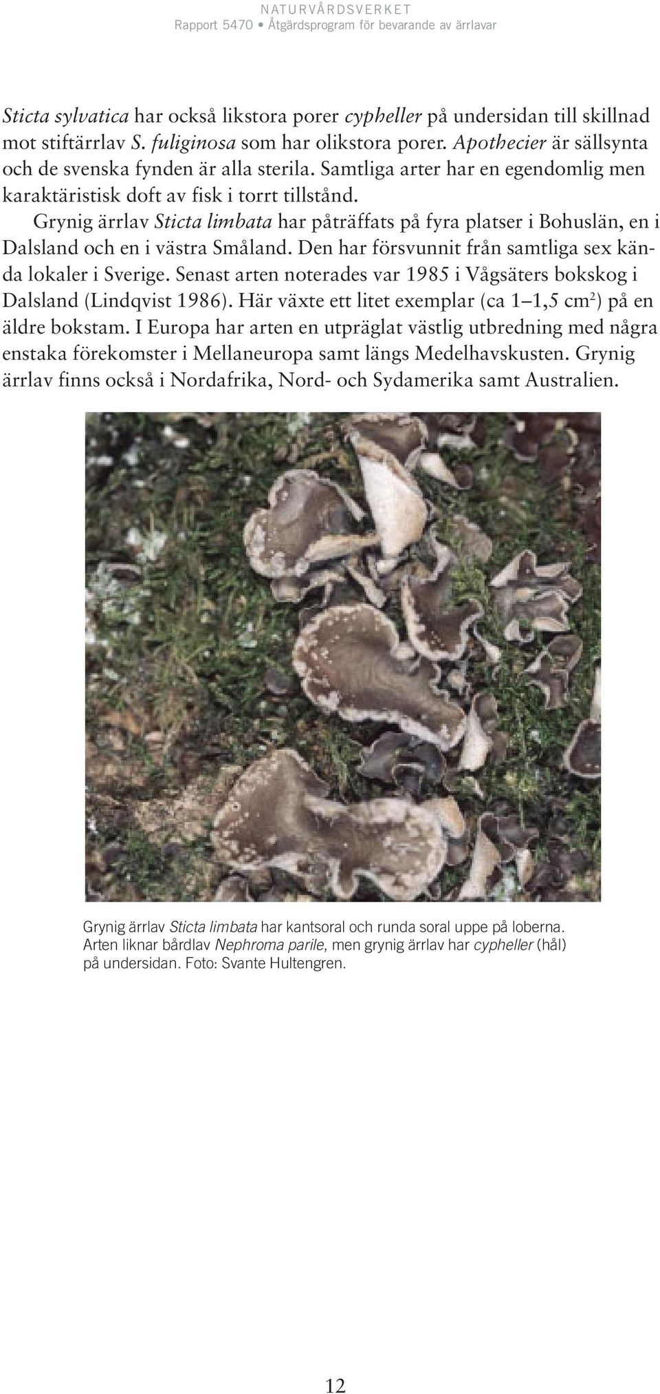 Den har försvunnit från samtliga sex kända lokaler i Sverige. Senast arten noterades var 1985 i Vågsäters bokskog i Dalsland (Lindqvist 1986).