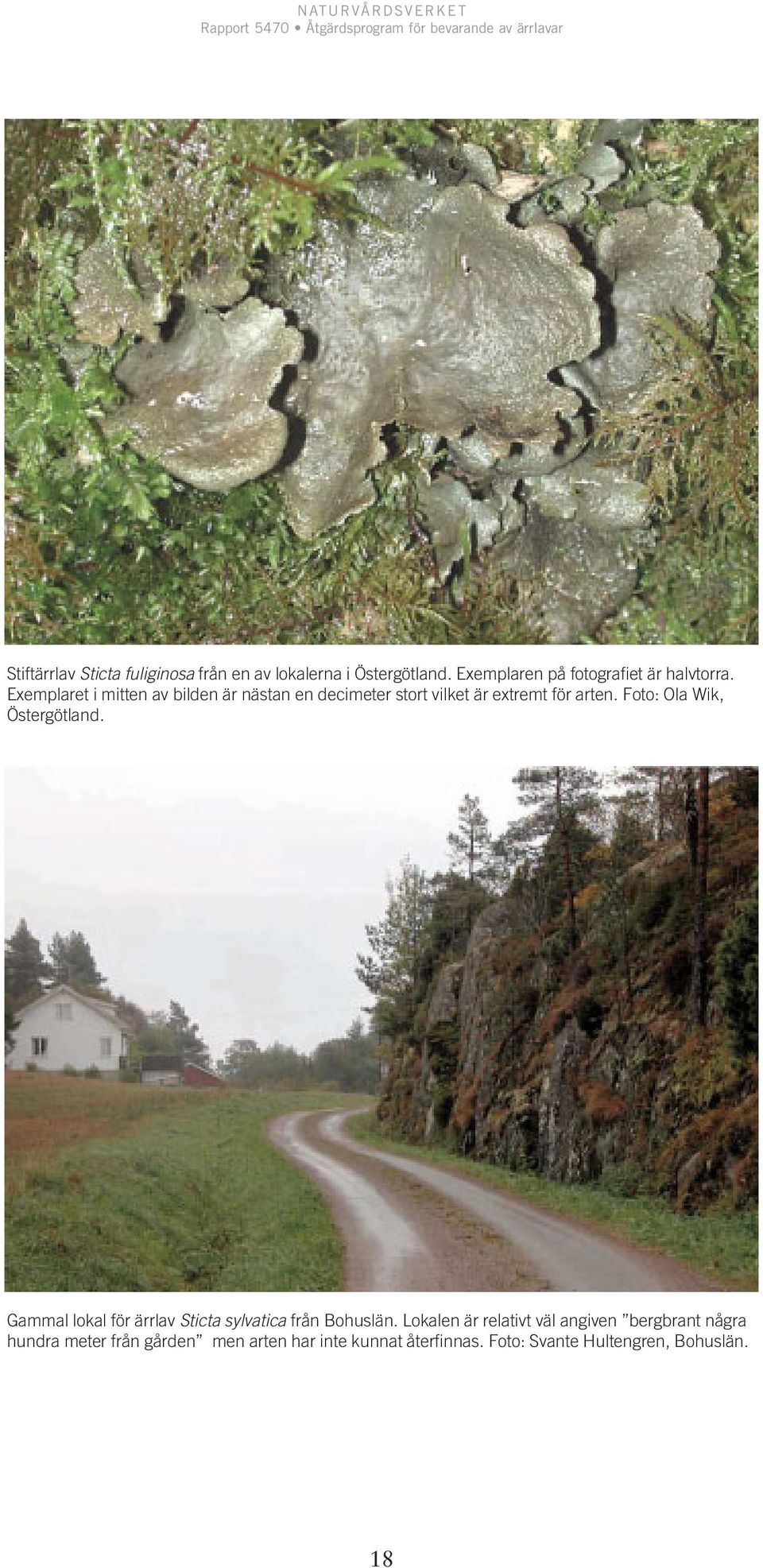 Foto: Ola Wik, Östergötland. Gammal lokal för ärrlav Sticta sylvatica från Bohuslän.
