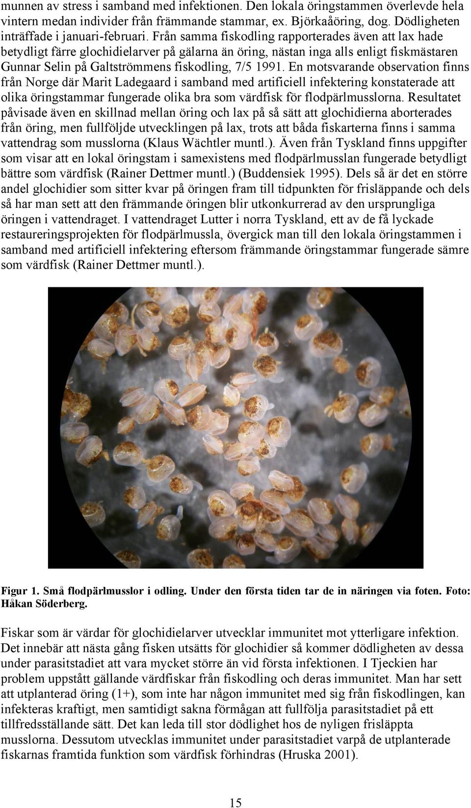 En motsvarande observation finns från Norge där Marit Ladegaard i samband med artificiell infektering konstaterade att olika öringstammar fungerade olika bra som värdfisk för flodpärlmusslorna.