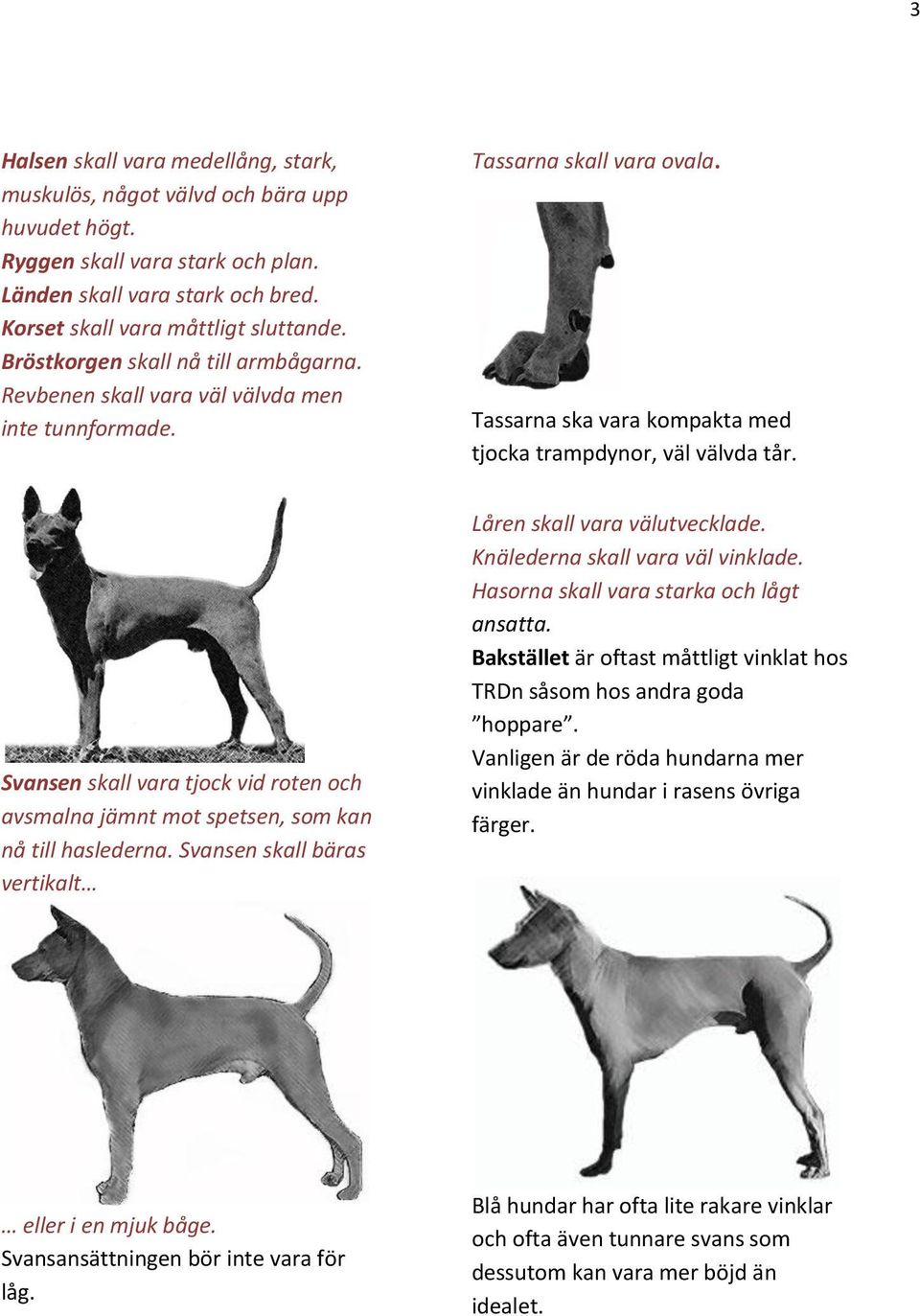 Svansen skall vara tjock vid roten och avsmalna jämnt mot spetsen, som kan nå till haslederna. Svansen skall bäras vertikalt Låren skall vara välutvecklade. Knälederna skall vara väl vinklade.