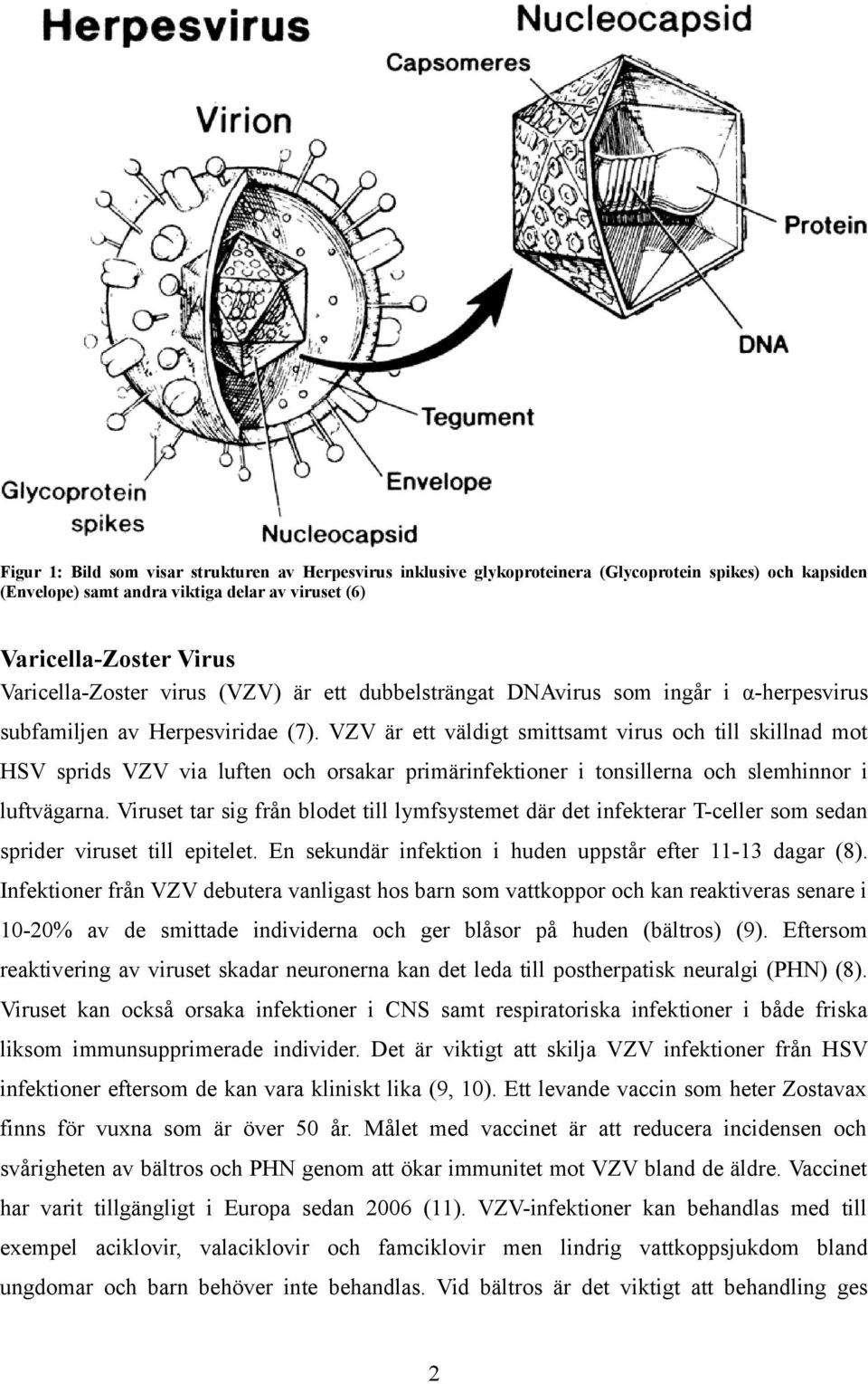 VZV är ett väldigt smittsamt virus och till skillnad mot HSV sprids VZV via luften och orsakar primärinfektioner i tonsillerna och slemhinnor i luftvägarna.