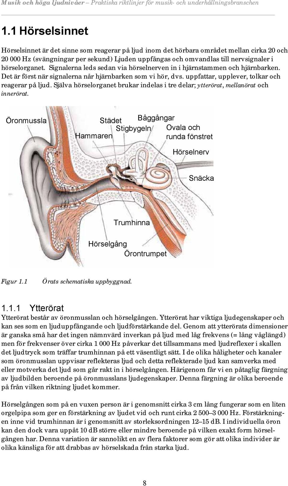 Själva hörselorganet brukar indelas i tre delar; ytterörat, mellanörat och innerörat.