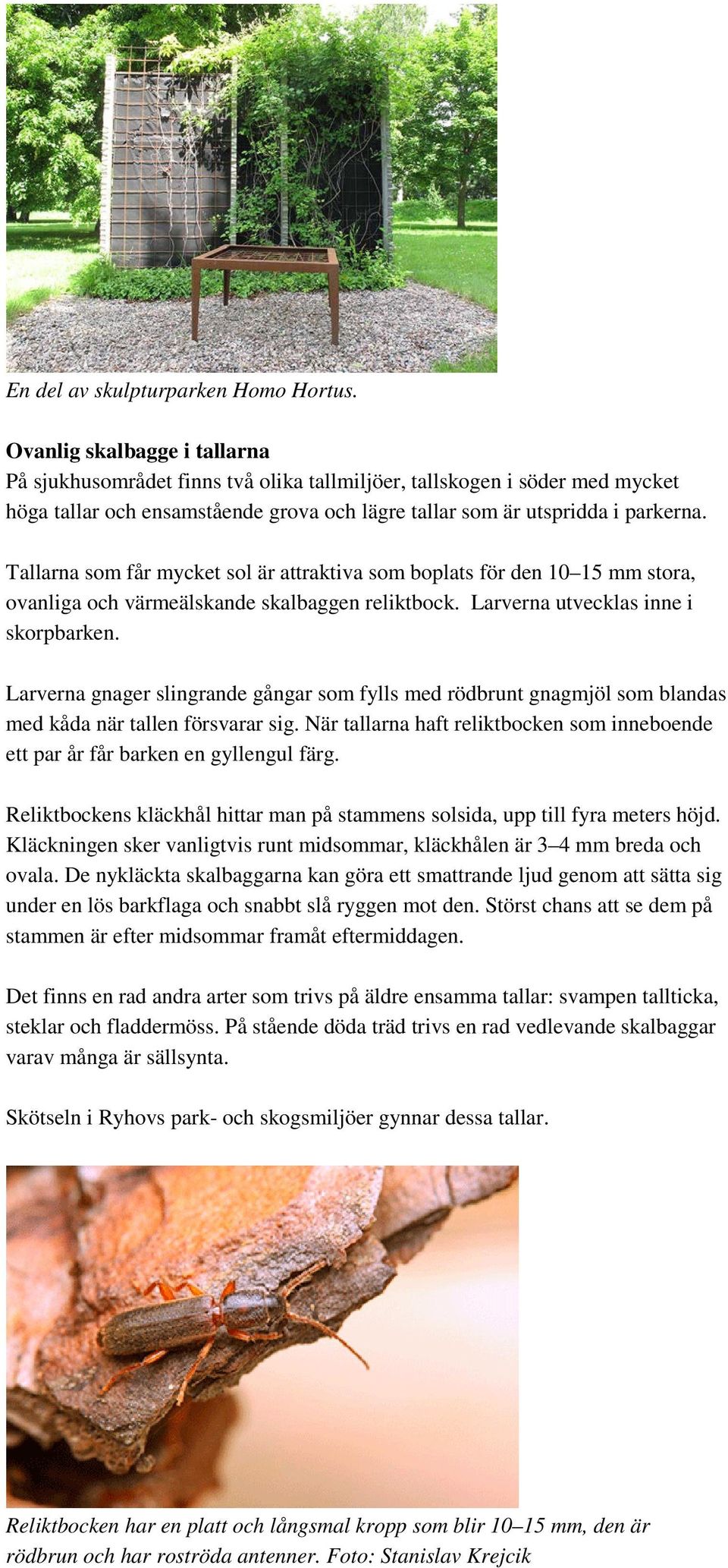 Tallarna som får mycket sol är attraktiva som boplats för den 10 15 mm stora, ovanliga och värmeälskande skalbaggen reliktbock. Larverna utvecklas inne i skorpbarken.