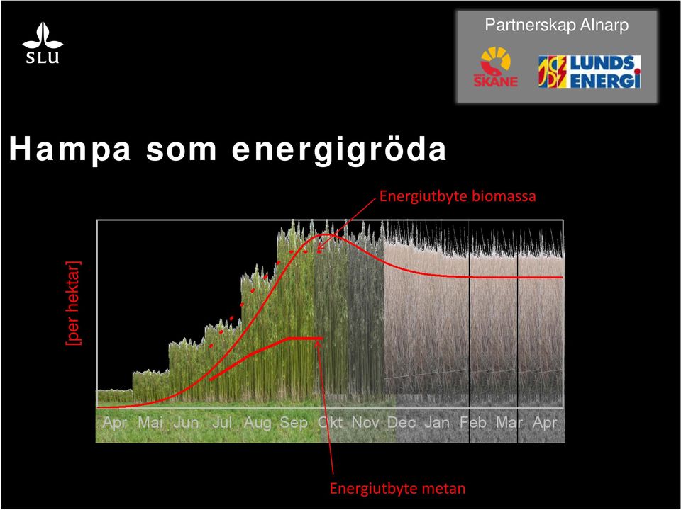 Energiutbyte biomassa