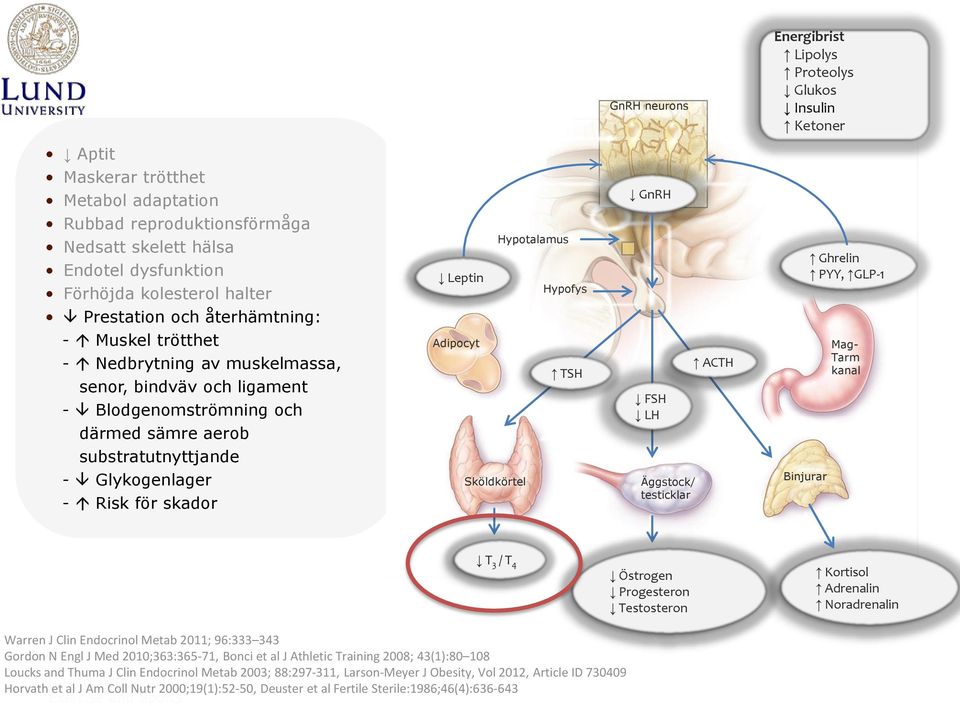 för skador Hypotalamus Leptin Hypofys Adipocyt TSH Sköldkörtel GnRH FSH LH Äggstock/ testicklar ACTH Binjurar Ghrelin PYY, GLP-1 Mag- Tarm kanal T 3 / T 4 Östrogen Progesteron Testosteron Kortisol