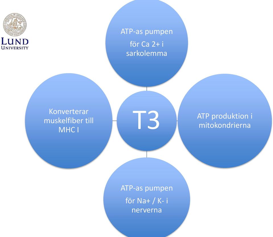 till MHC I T3 ATP produktion i