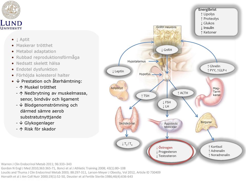 för skador Hypotalamus Leptin Hypofys Adipocyt TSH Sköldkörtel GnRH FSH LH Äggstock/ testicklar ACTH Binjurar Ghrelin PYY, GLP-1 Mag- Tarm kanal T 3 / T 4 Östrogen Progesteron Testosteron Kortisol