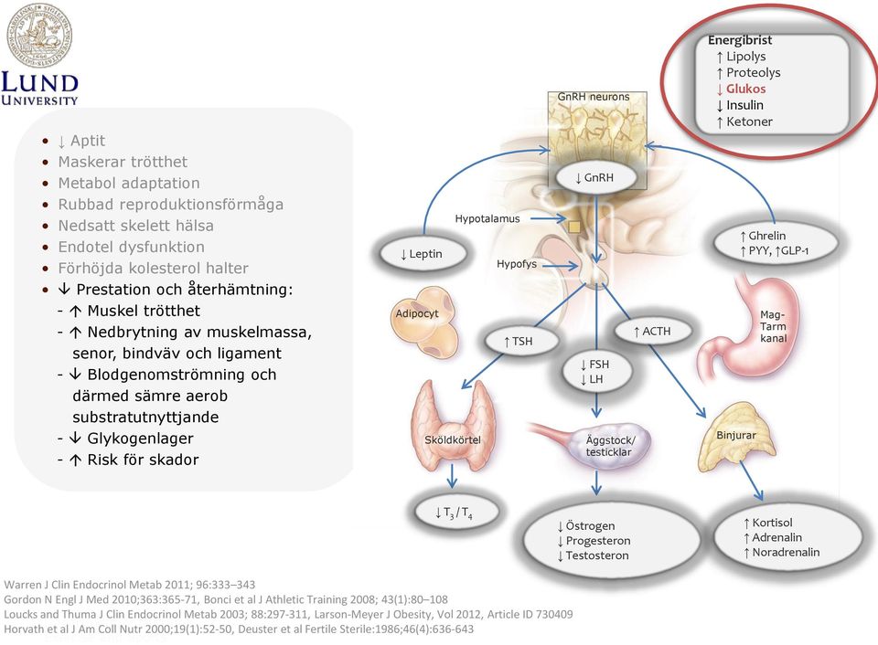 Sköldkörtel GnRH neurons GnRH FSH LH Äggstock/ testicklar ACTH Energibrist Lipolys Proteolys Glukos Insulin Ketoner Binjurar Ghrelin PYY, GLP-1 Mag- Tarm kanal T 3 / T 4 Östrogen Progesteron