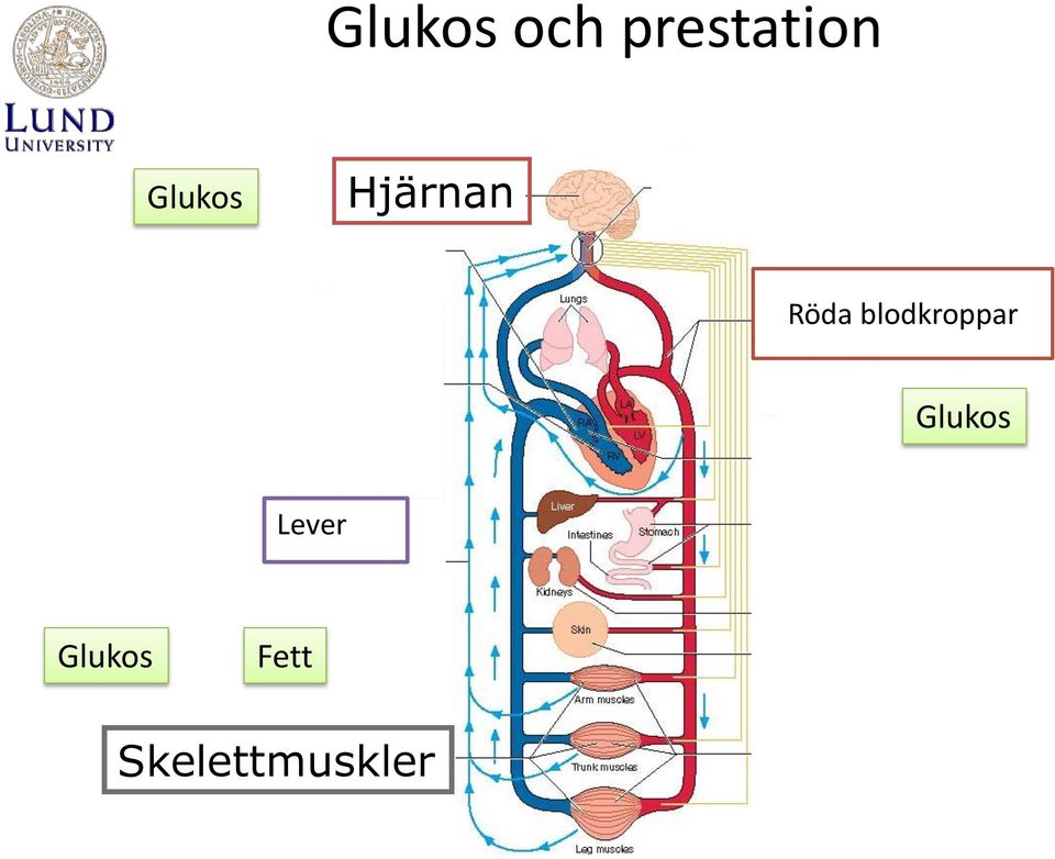 blodkroppar Glukos