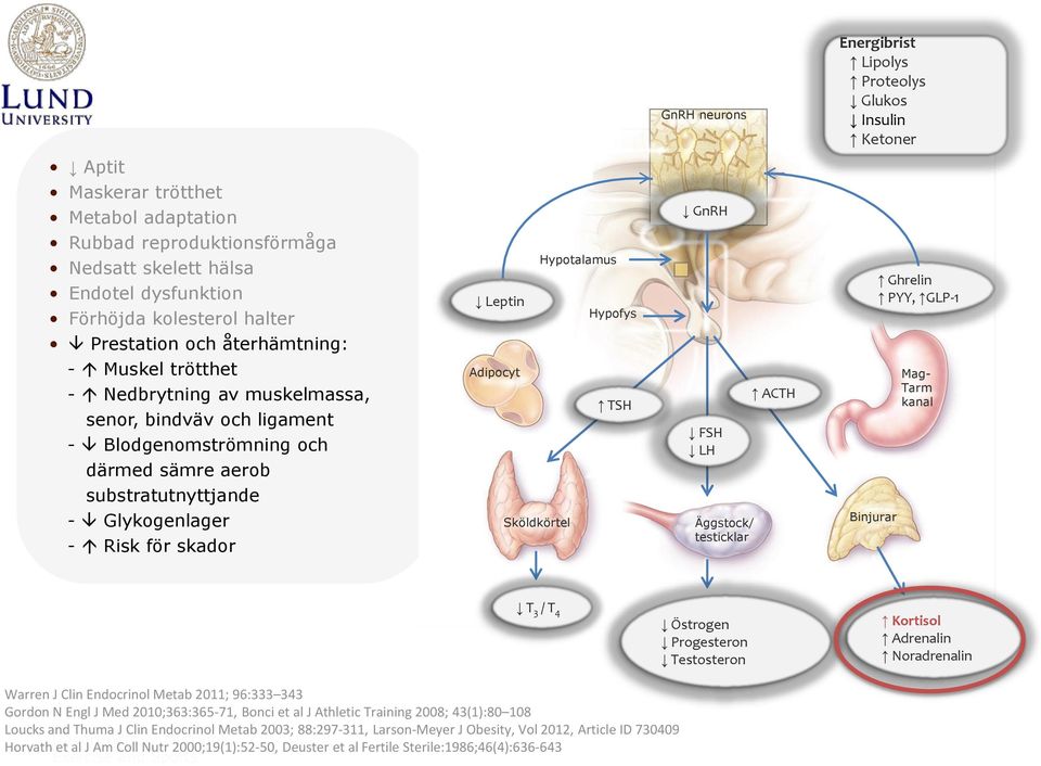 för skador Hypotalamus Leptin Hypofys Adipocyt TSH Sköldkörtel GnRH FSH LH Äggstock/ testicklar ACTH Binjurar Ghrelin PYY, GLP-1 Mag- Tarm kanal T 3 / T 4 Östrogen Progesteron Testosteron Kortisol